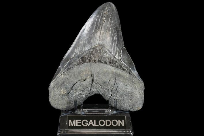 Fossil Megalodon Tooth - + Foot Prehistoric Shark #115785